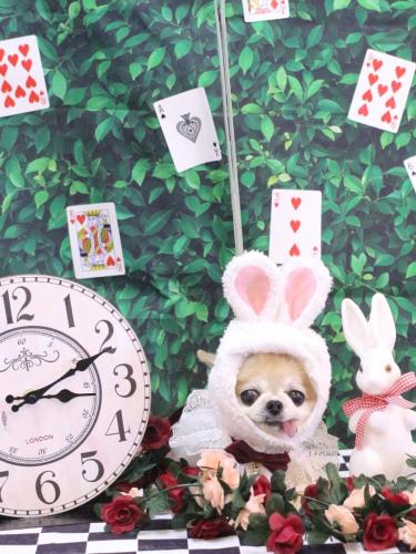 20250406momoちゃん